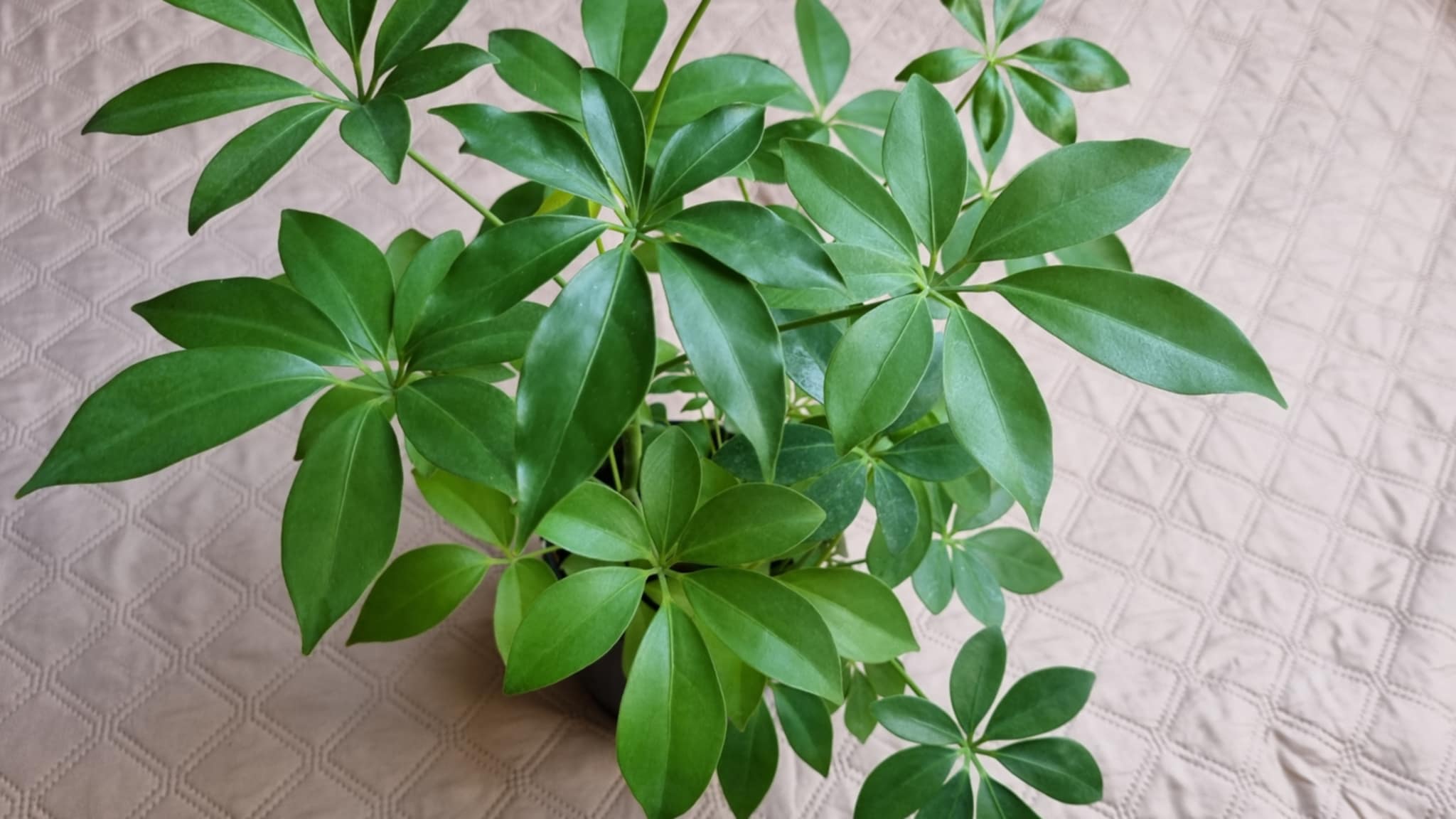 Dwarf Umbrella Tree